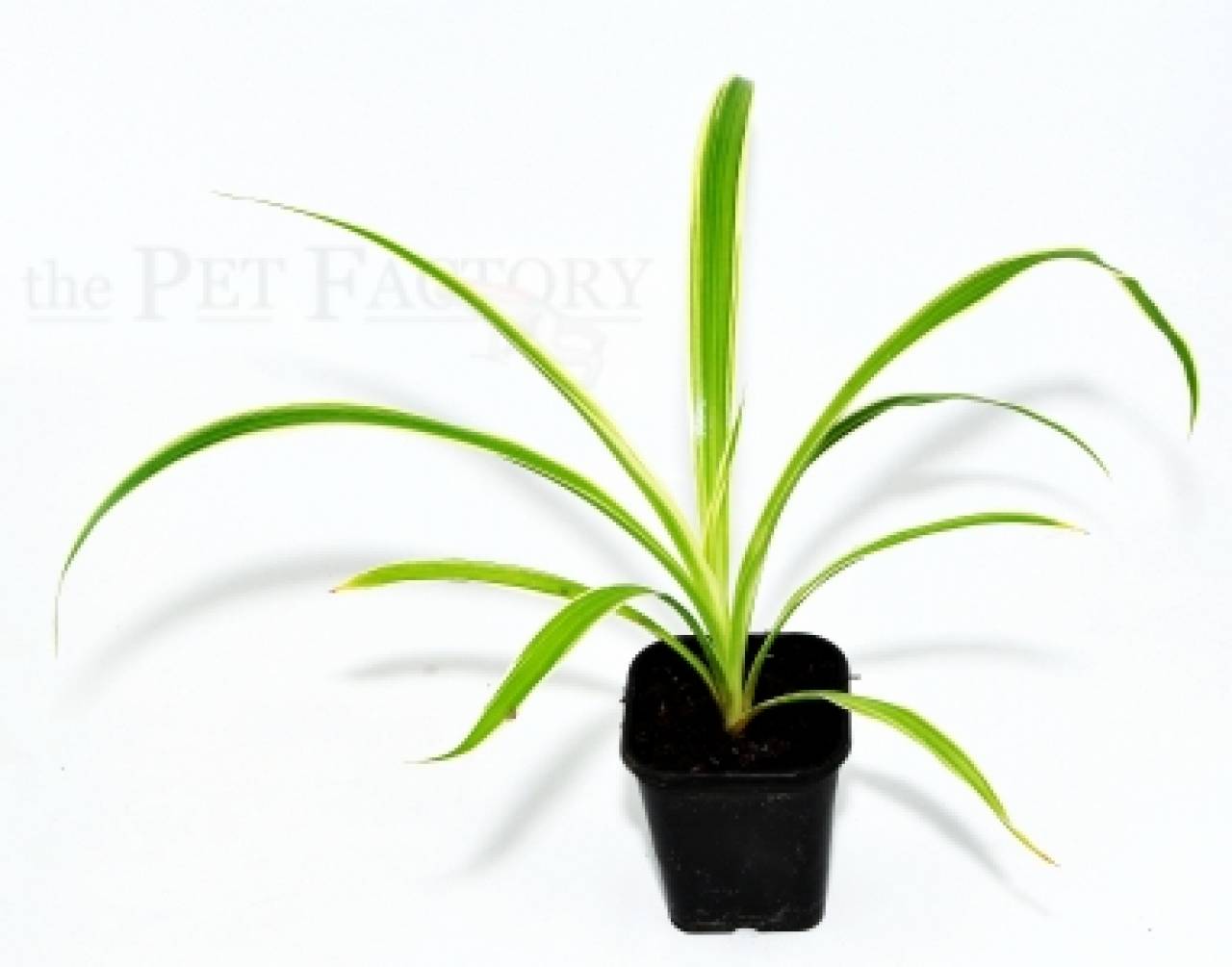 Chlorophytum comosum panaschiert Typ 1